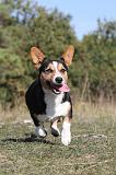 CORGI CARDIGAN 047